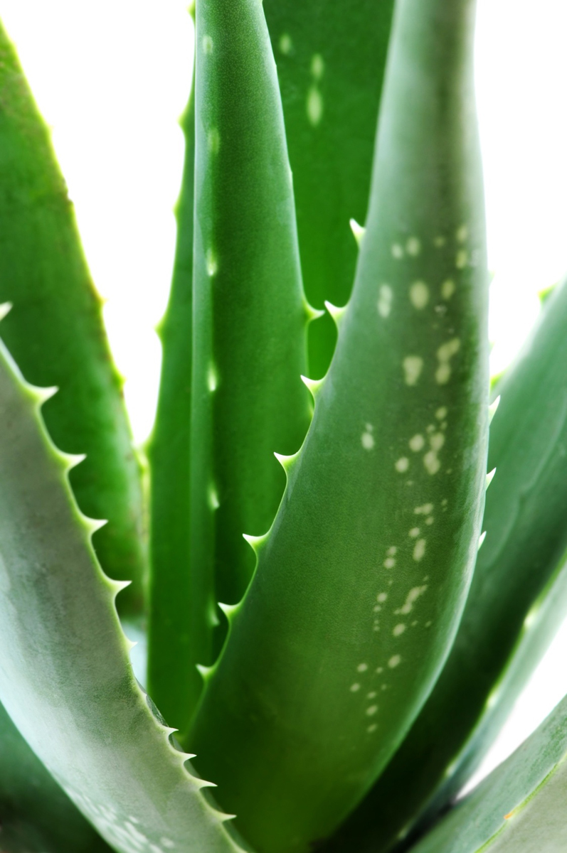 Aloe Vera Plant